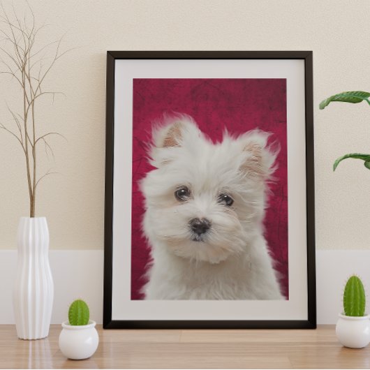 Poster Maltese Terrier
