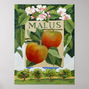 Poster Malus