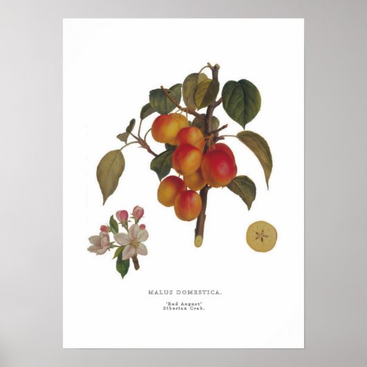 Poster Malus domestica (Devant)