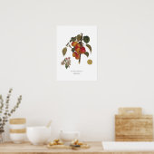 Poster Malus domestica (Cuisine)