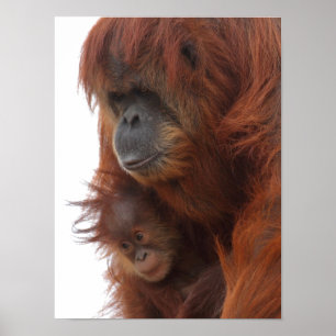 Poster Mama and baby Orangutan