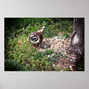 Poster Mama Bird protection des oeufs photo imprimer
