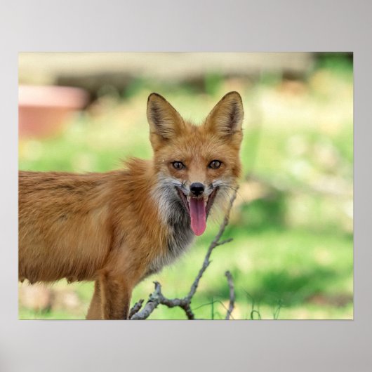 Poster Mama Fox dans la vallée de l'Hudson (Devant)