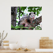 Poster Mama Possum et Baby (Cuisine)