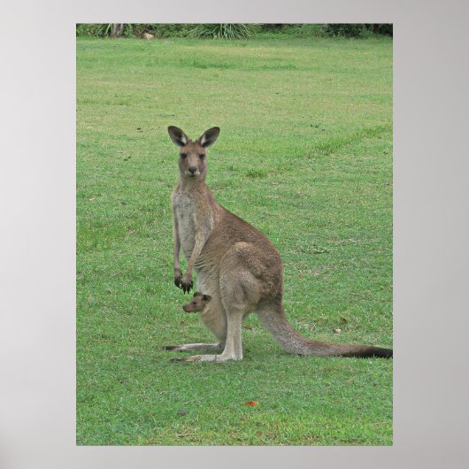 Poster Mama Roo et Joey (Devant)