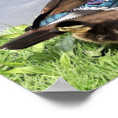 Poster Maman Canard de bois avec canard (Coin)