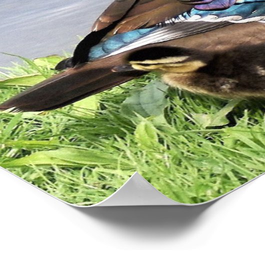 Poster Maman Canard de bois avec canard (Coin)