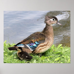 Poster Maman Canard de bois avec canard