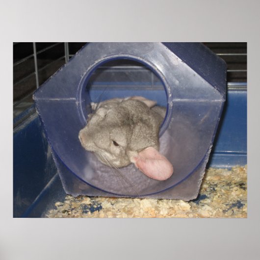 Poster Maman Chinchilla attrape quelques Zzzz (Devant)