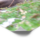 Poster Maman de Kangaroos (Coin)