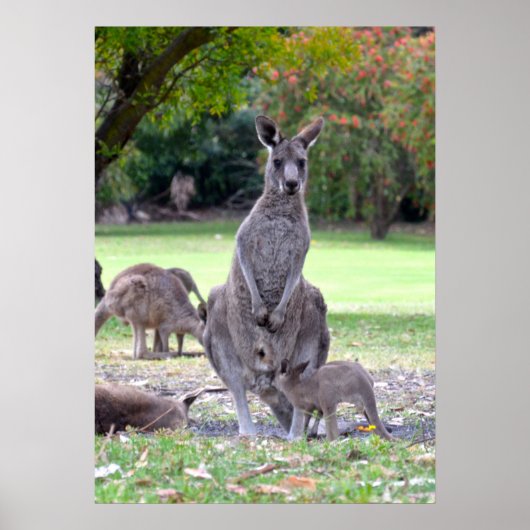 Poster Maman de Kangaroos (Devant)