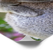 Poster Maman et Baby Koalas (Coin)