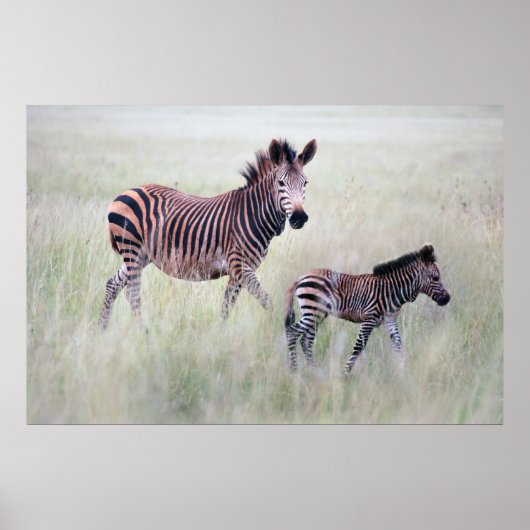 Poster Maman et bébé Zebra (Devant)