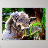 Poster Maman Koala et bébé Joey dans un arbre (Devant)