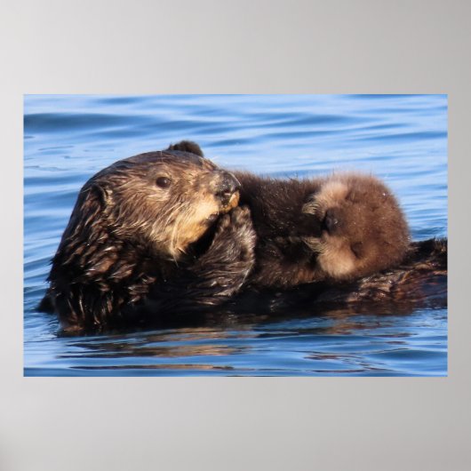 Poster Maman Sea Otter et son adorable Pup (Devant)