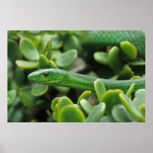 Poster Mamba verte orientale (Dendroaspis Angusticeps)
