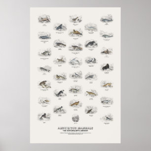 Poster Mammifères amphibies - Bibliothèque du naturaliste