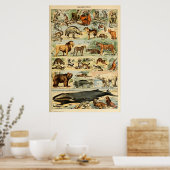 Poster Mammifères vintages Animaux Vieux art d'illustrati (Cuisine)