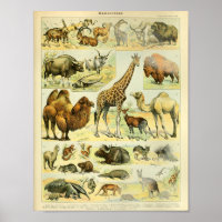 Mammifères vintages de la faune de couleur