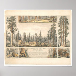 Poster Mammoth Tree Grove (0976A)