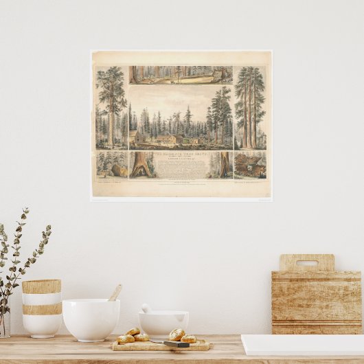 Poster Mammoth Tree Grove (0976A) (Cuisine)