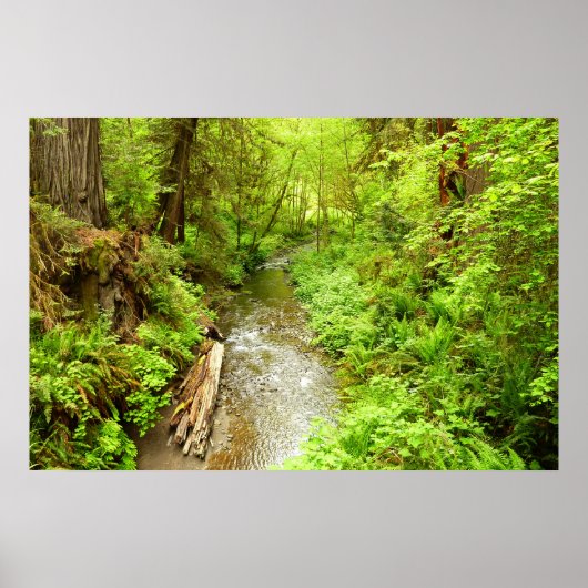 Poster Man Creek II perdu dans le parc national Redwood (Devant)