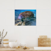 Poster Manat de Floride à Crystal River FL (Cuisine)