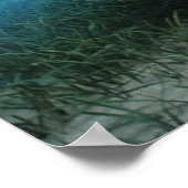 Poster Manatee (Coin)