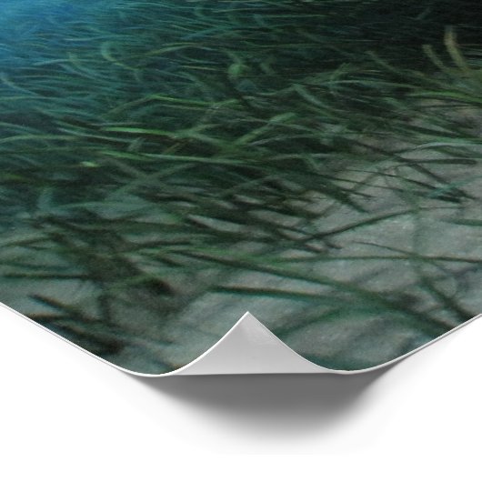 Poster Manatee (Coin)