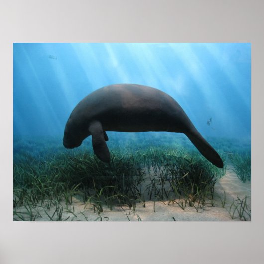 Poster Manatee (Devant)