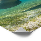 Poster Manatee gracieux (Coin)