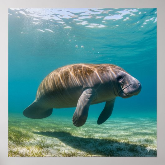 Poster Manatee gracieux (Devant)