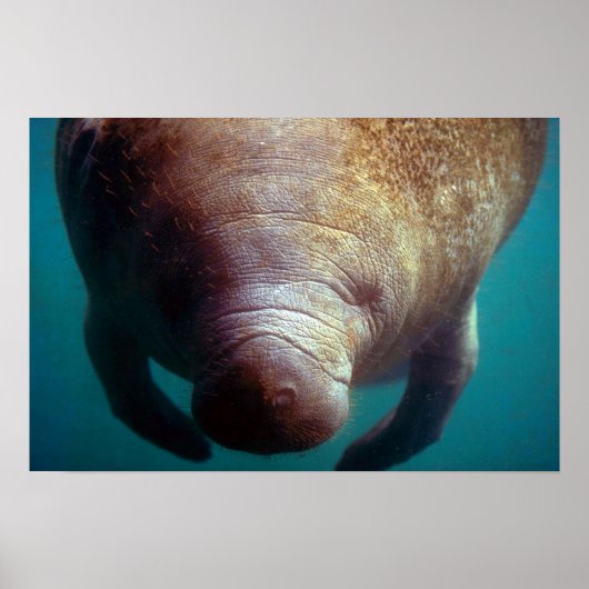Poster Manatee-Underwater (Floride) (Devant)