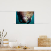 Poster Manatee-Underwater (Floride) (Cuisine)