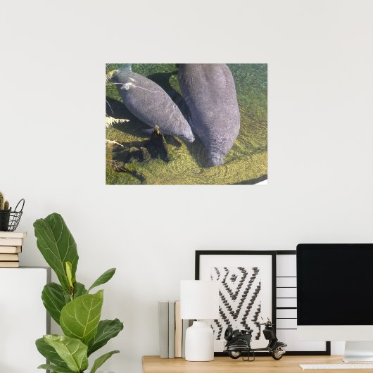 Poster Manatees (Bureau à domicile)