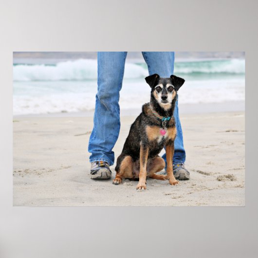 Poster Manchester Terrier X - Jordanie - Derr (Devant)