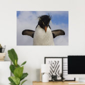 Poster Manchot de Hopkins Eudyptes chrysocome (Bureau à domicile)