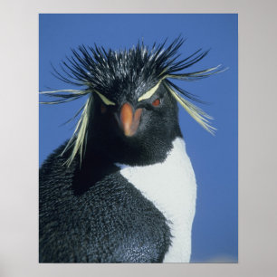Poster Manchot de Hoppe (Eudyptes chrysocome)