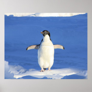 Poster Manchot qui se pavane