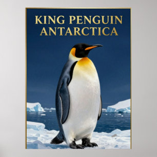 Poster 🐧 Manchot Royal Faune Antarctique