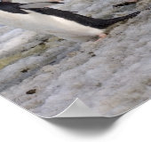 Poster Manchots à Collier | Pygoscelis Antarctica (Coin)