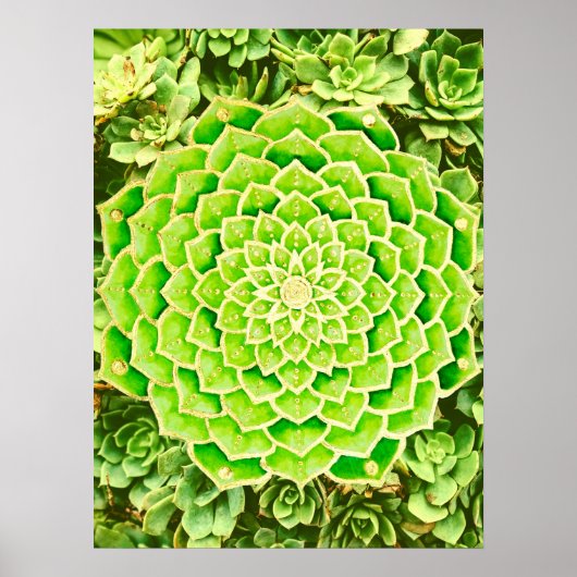 Poster Mandala Green Gold Abstrait Photographie Succulent (Devant)
