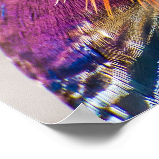 Poster Mandarin Canard Beau (Coin)