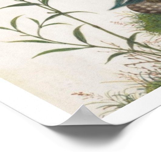 Poster Mandarin Canard peinture chinoise (Coin)