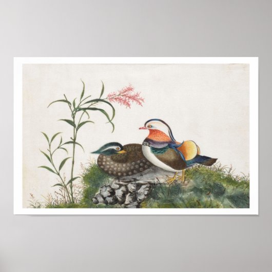 Poster Mandarin Canard peinture chinoise (Devant)