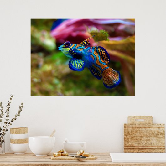 Poster Mandarin Fish Synchiropus Splendidus (Cuisine)