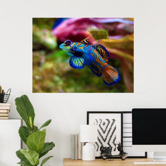 Poster Mandarin Fish Synchiropus Splendidus (Bureau à domicile)