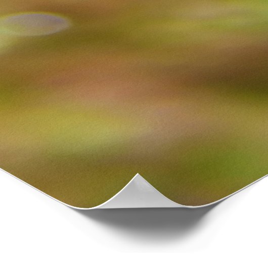 Poster Mandarin Fish Synchiropus Splendidus (Coin)