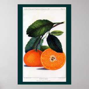 Poster Mandarin Orange