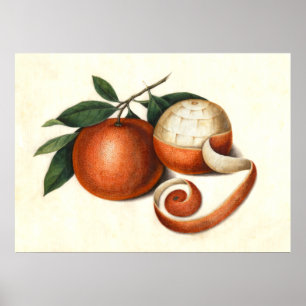 Poster Mandarin Oranges Antique Chinese Painting